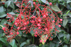 Brachychiton acerifolius
